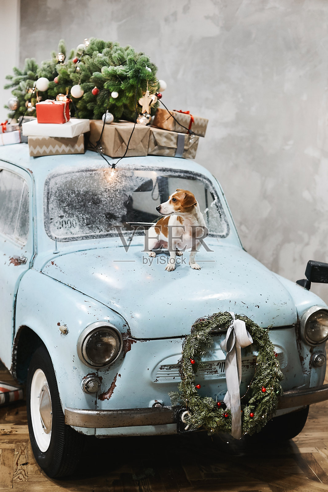 可爱的小杰克罗素梗坐在蓝色复古车的引擎盖上，车顶上有礼物，是为圣诞节和新年假期而装饰的照片摄影图片