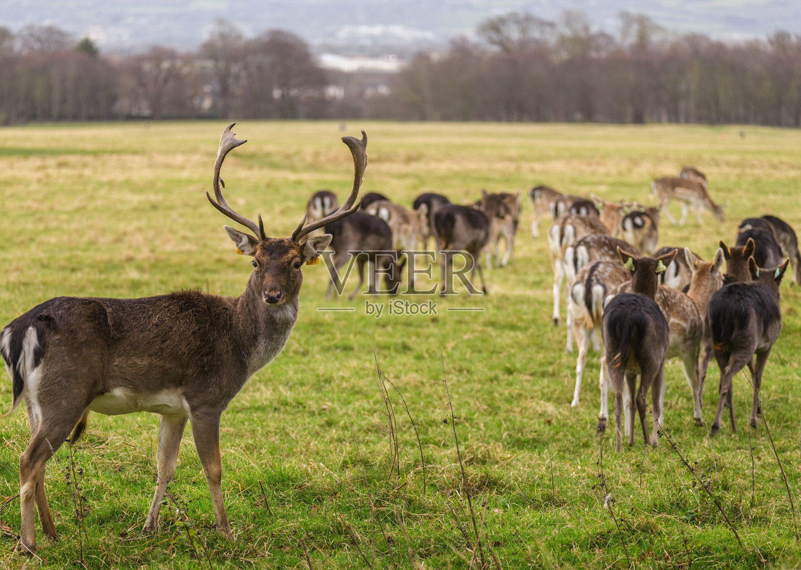 爱尔兰都柏林凤凰公园的鹿照片摄影图片