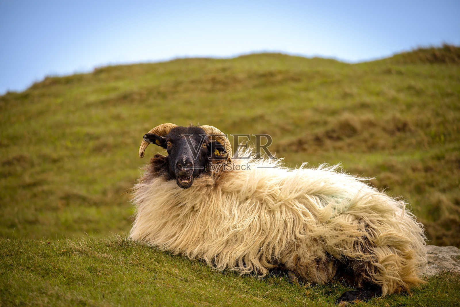阿基尔岛山上可爱的绵羊照片摄影图片