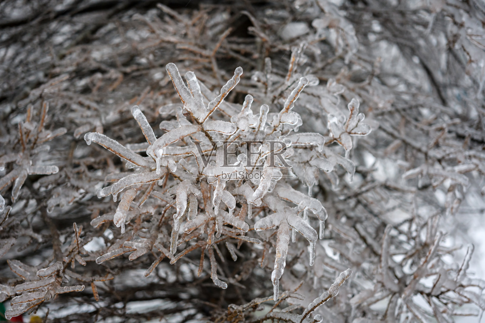 树被一层冰覆盖着。照片摄影图片