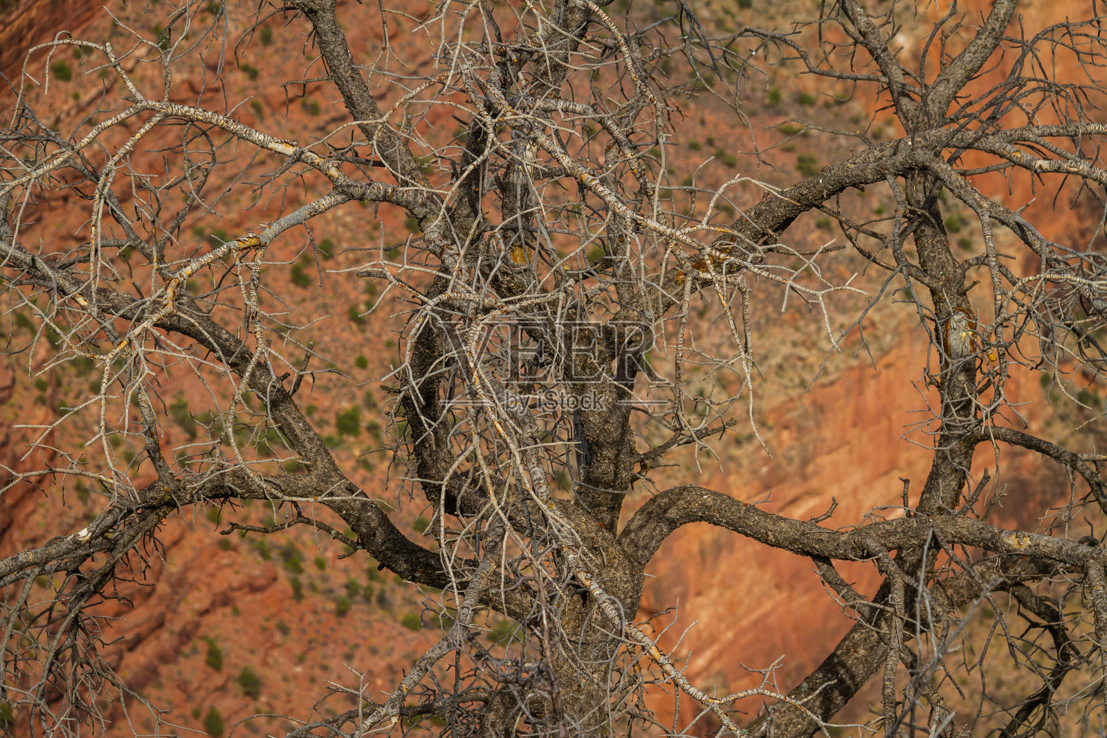 光秃秃树枝的尾巴照片摄影图片