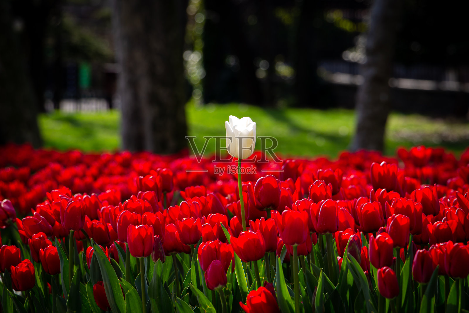 白色郁金香在红色郁金香中照片摄影图片