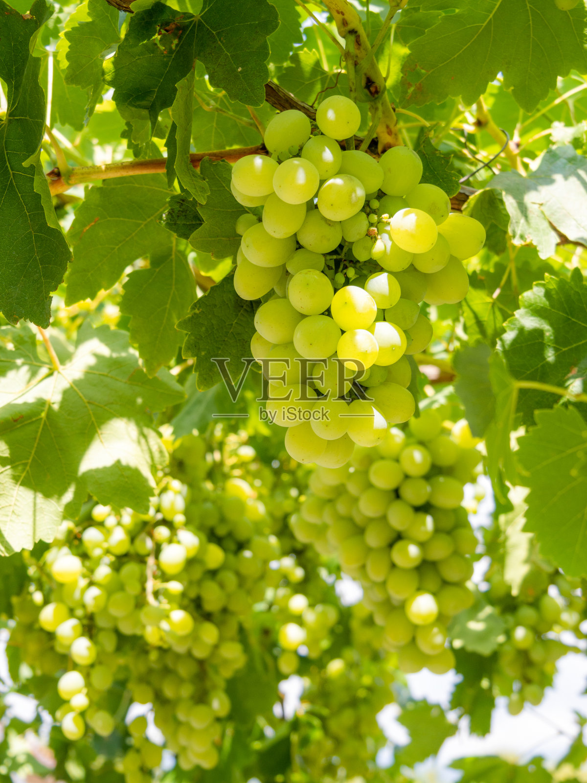 希腊埃维亚岛上，一串串白葡萄在夏日和煦的阳光下成熟照片摄影图片