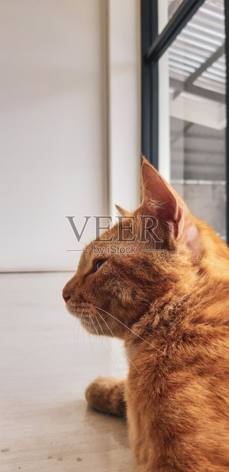 橙色的猫照片摄影图片