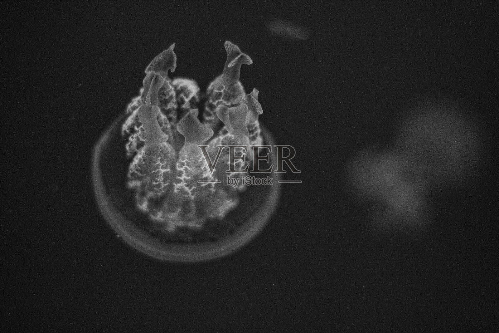 水母照片摄影图片