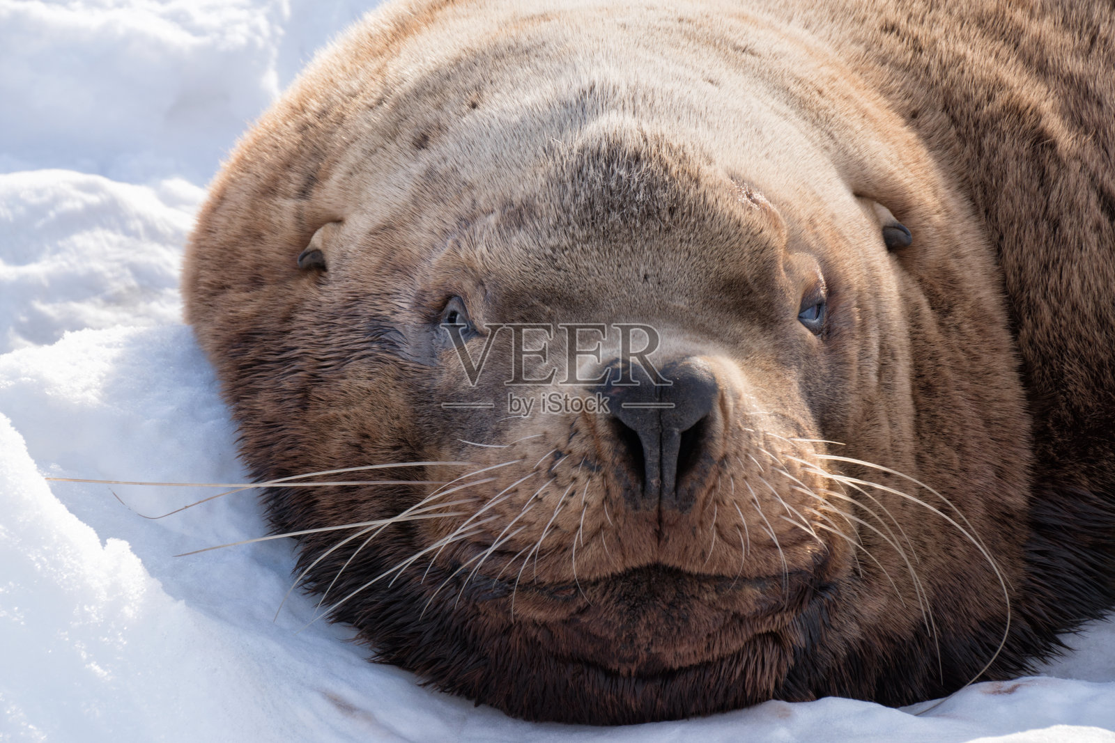 海狮，头像照片摄影图片