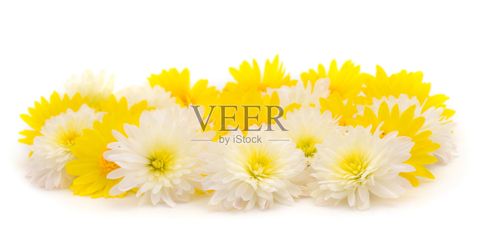 菊花的花。照片摄影图片