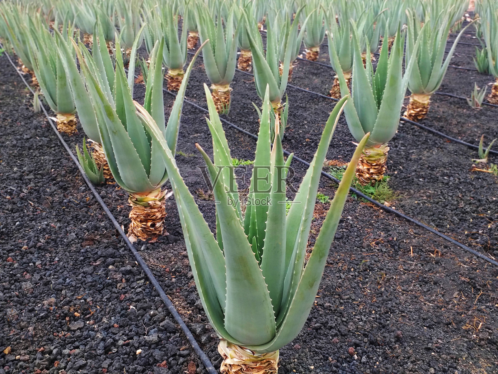 芦荟栽培背景透视。有机芦荟植物在其自然状态。芦荟叶背景。药用芦荟植物的绿叶。纯芦荟花纹和质地。照片摄影图片