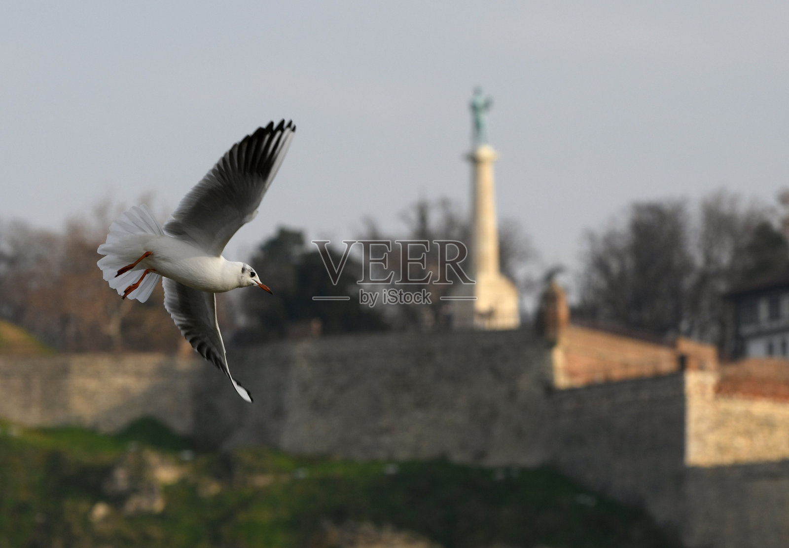 海鸥飞过贝尔格莱德市照片摄影图片