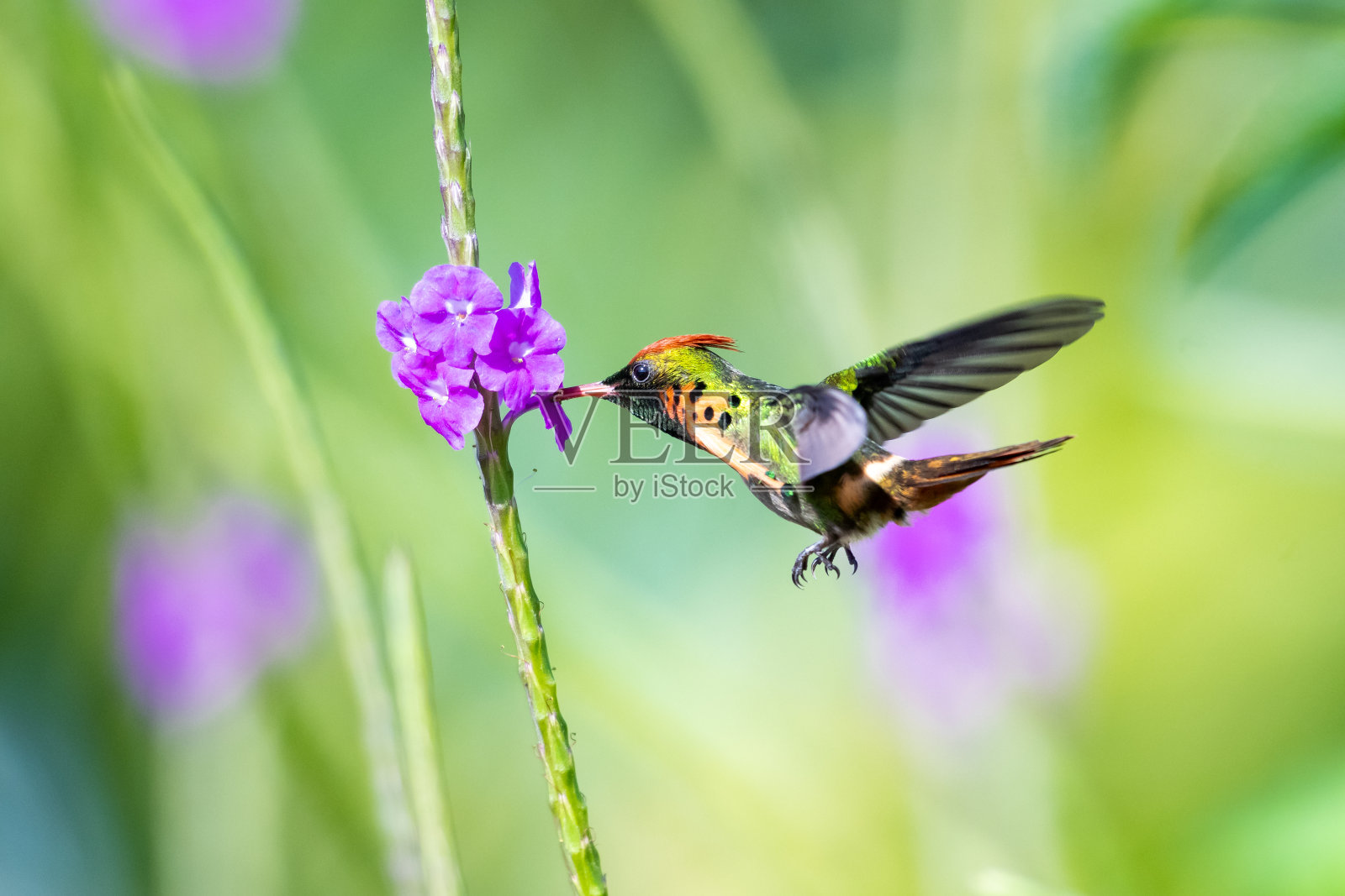 在一个热带花园中，一只簇毛卖弄风情的蜂鸟正在吃马鞭草。照片摄影图片