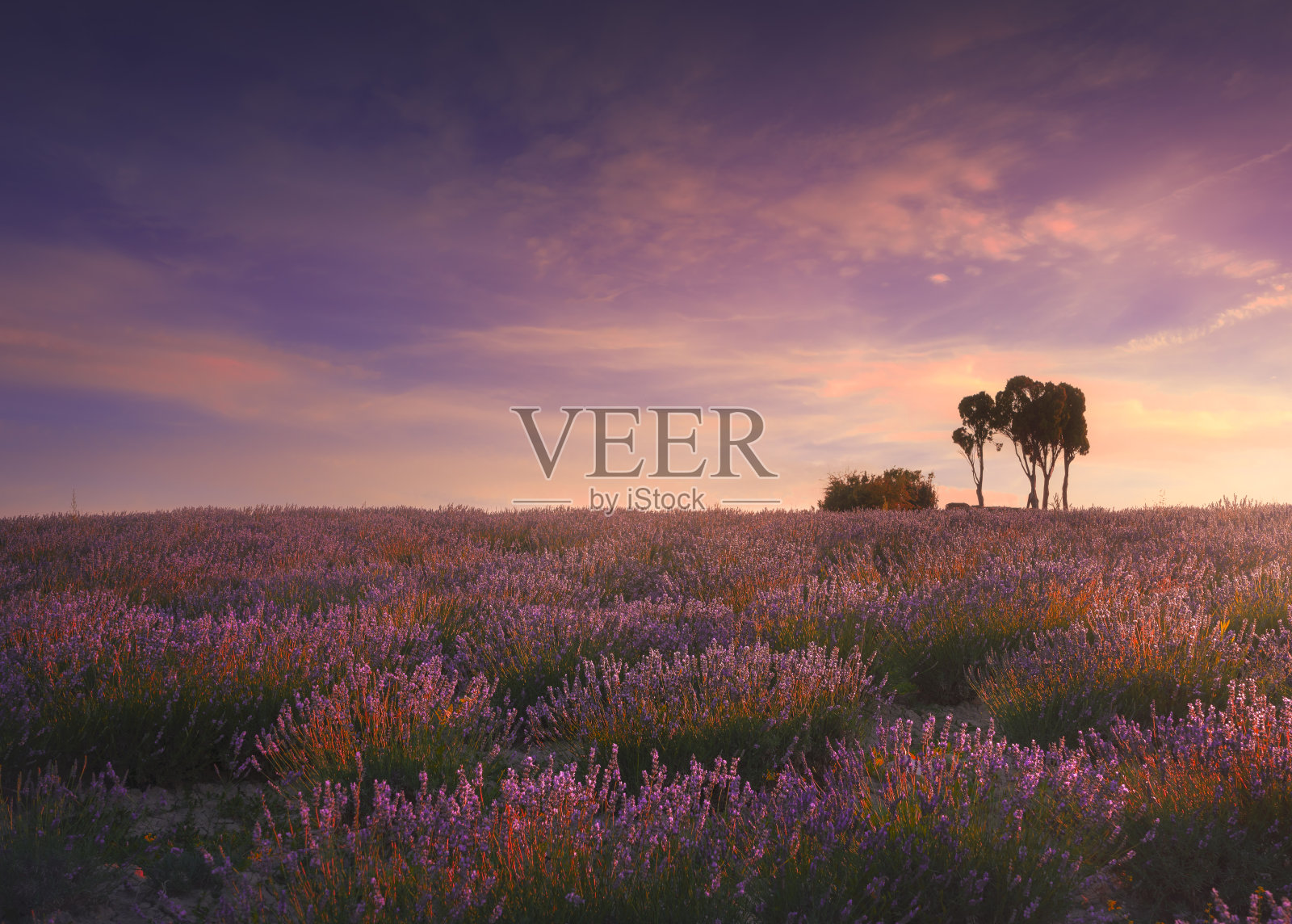 日落时的薰衣草田和树木。圣露斯，托斯卡纳，比萨，意大利照片摄影图片