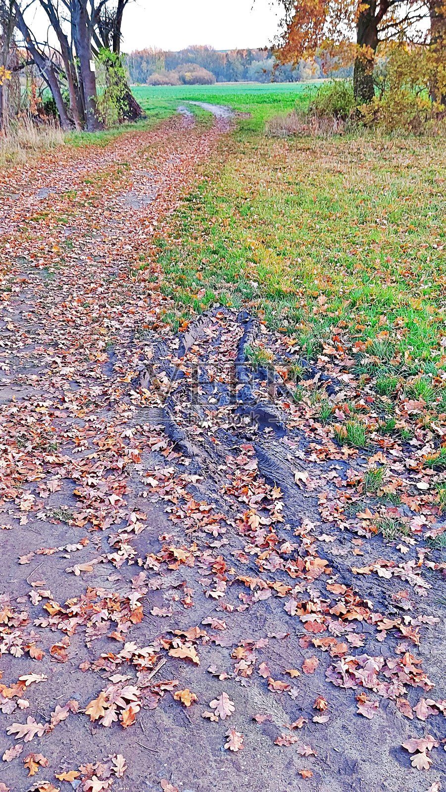 去田野的路照片摄影图片