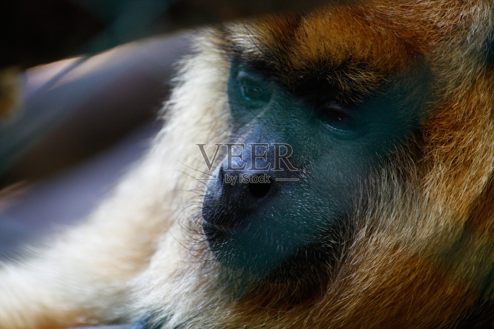 珍奇动物自然公园南美洲阿根廷，鸟类照片摄影图片