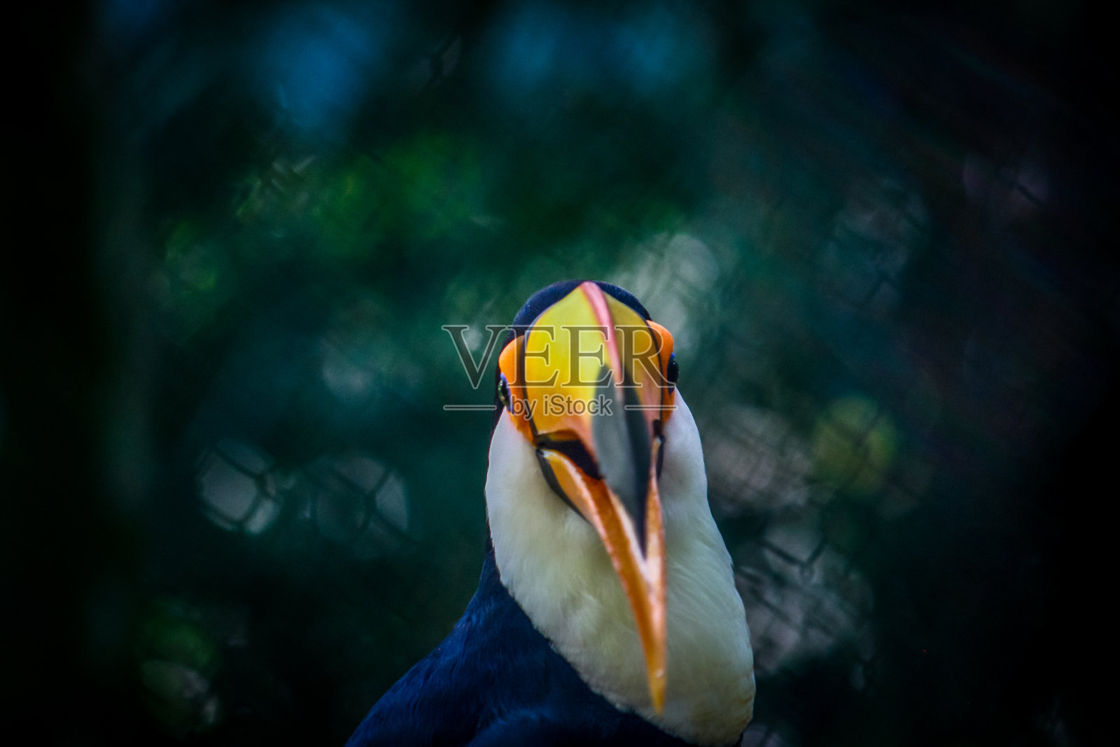 珍奇动物南美阿根廷自然公园，鸟类，巨嘴鸟照片摄影图片