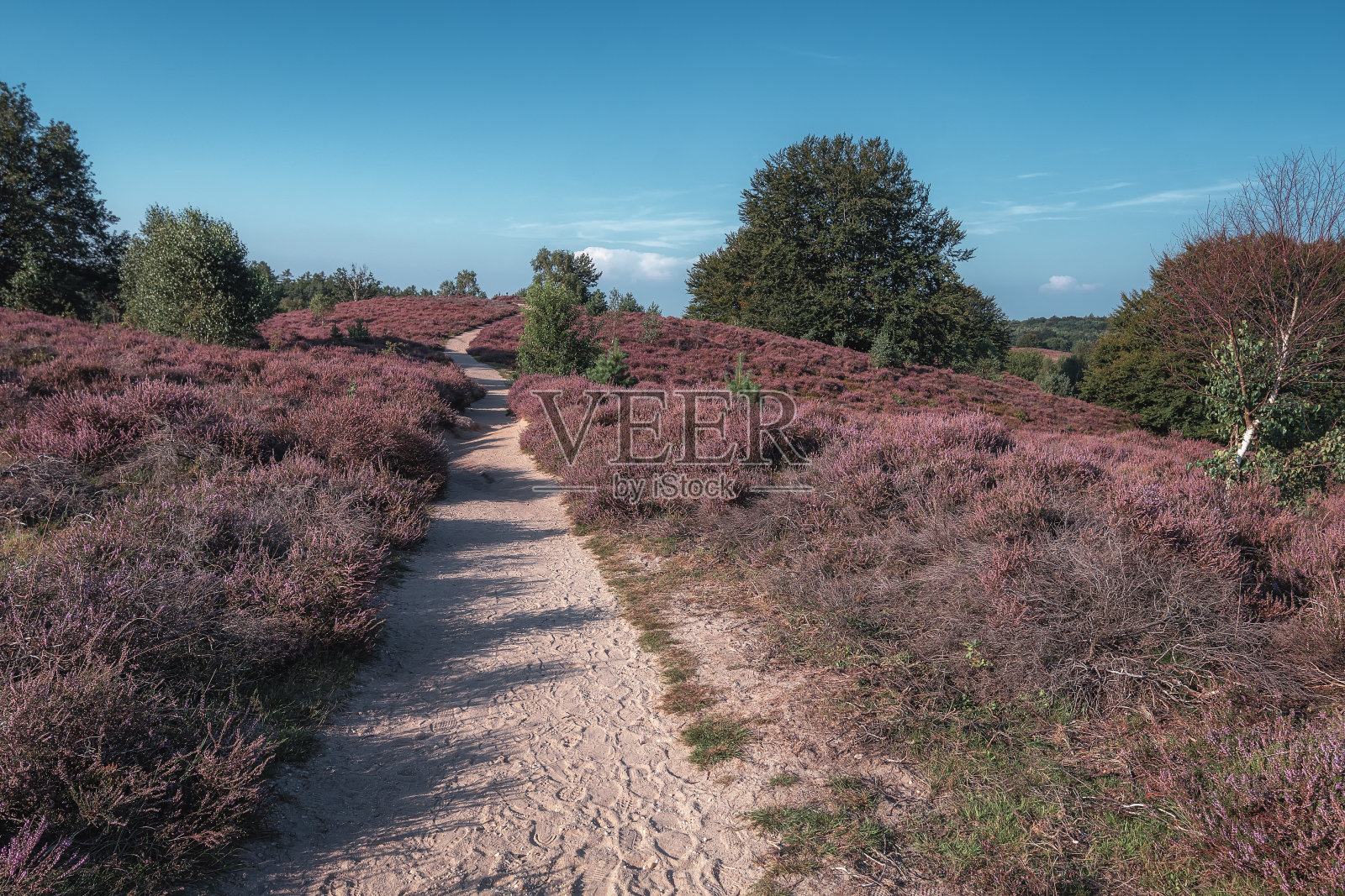 日落时分，在威卢威国家公园的石楠丛中，一条沙质小径照片摄影图片