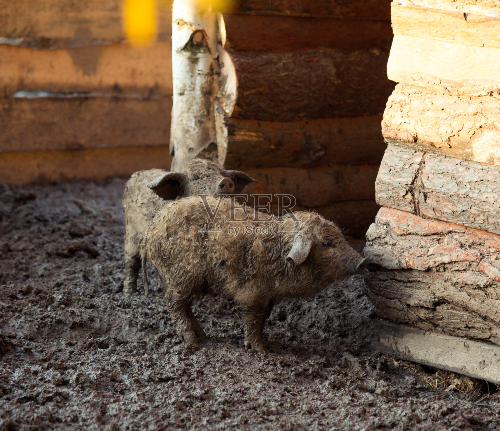 篱笆后面的猪照片摄影图片