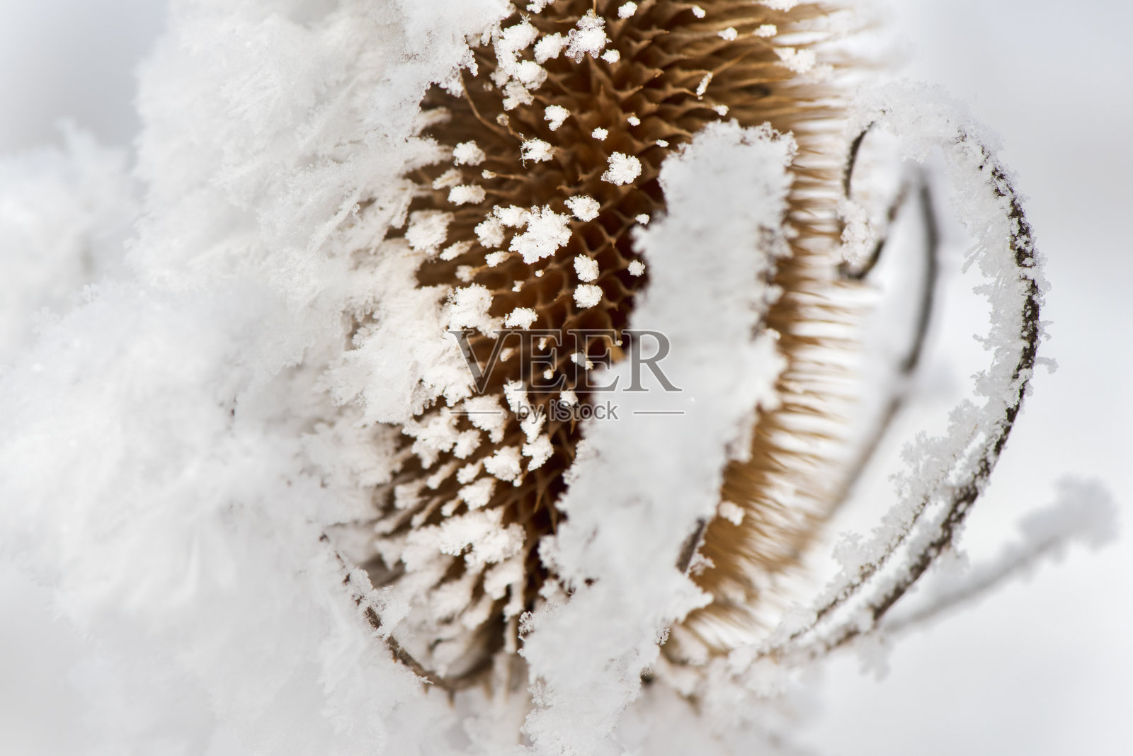 寒冷的冬日树叶上结霜照片摄影图片