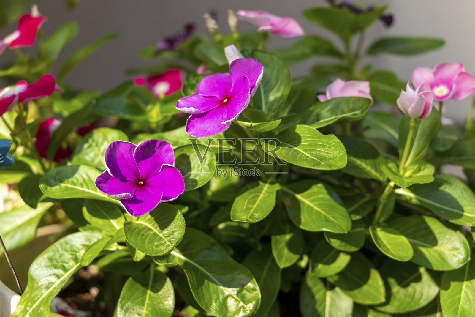 前廊上盛开着五颜六色的鲜花照片摄影图片