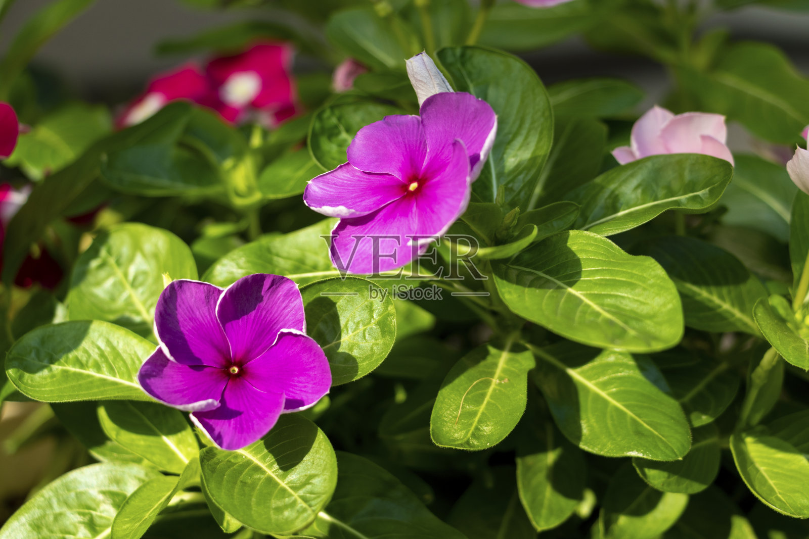 前廊上盛开着五颜六色的鲜花照片摄影图片