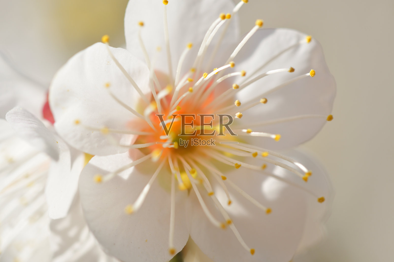 梅花照片摄影图片