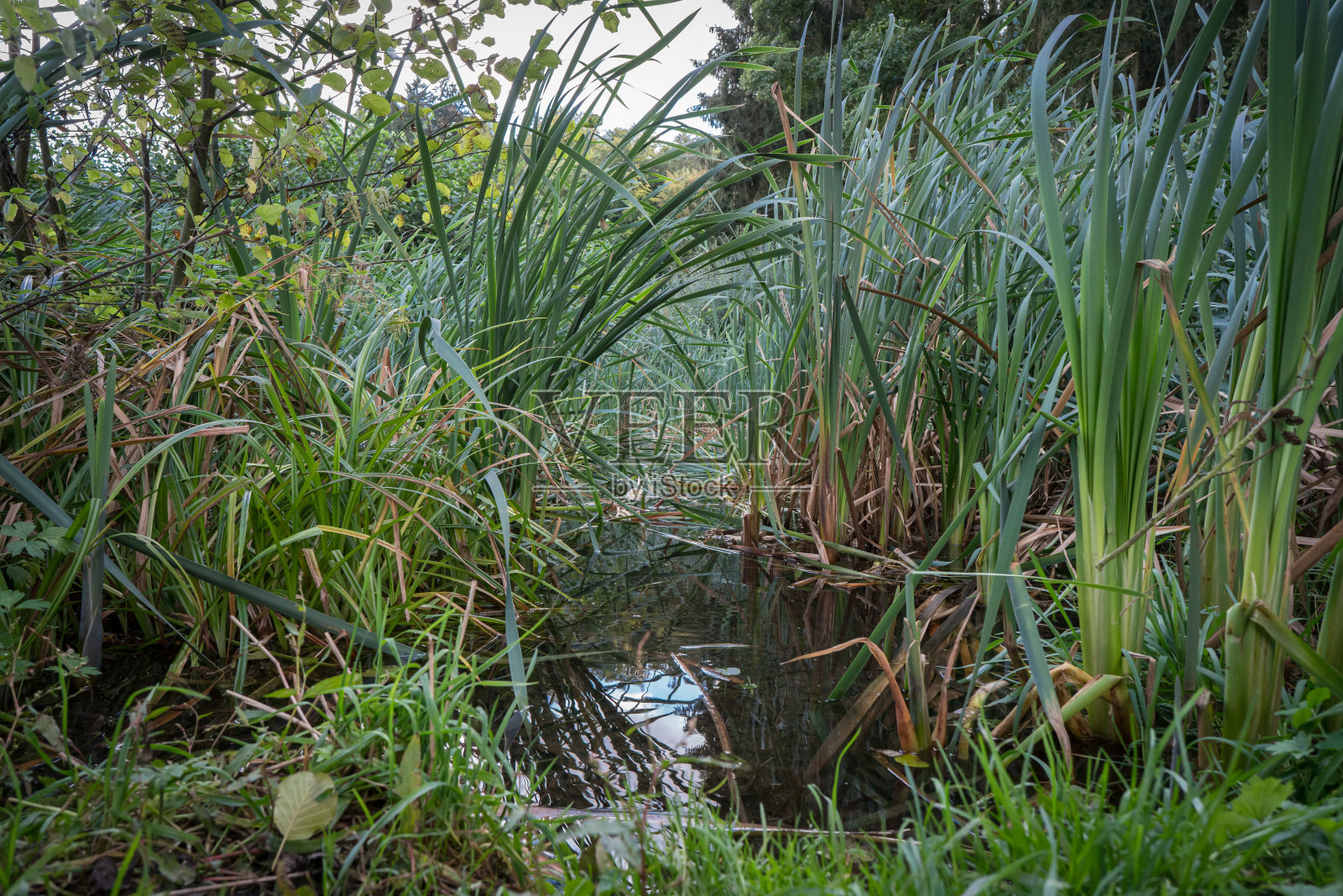 近景与芦苇周围的池塘。照片摄影图片