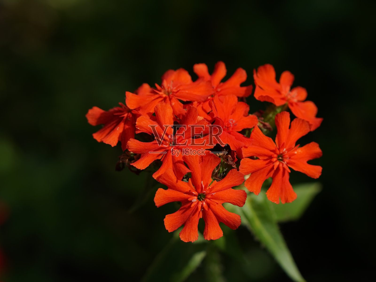 荔枝玉髓“耶路撒冷十字架”花在夏季在花园里开花。照片摄影图片