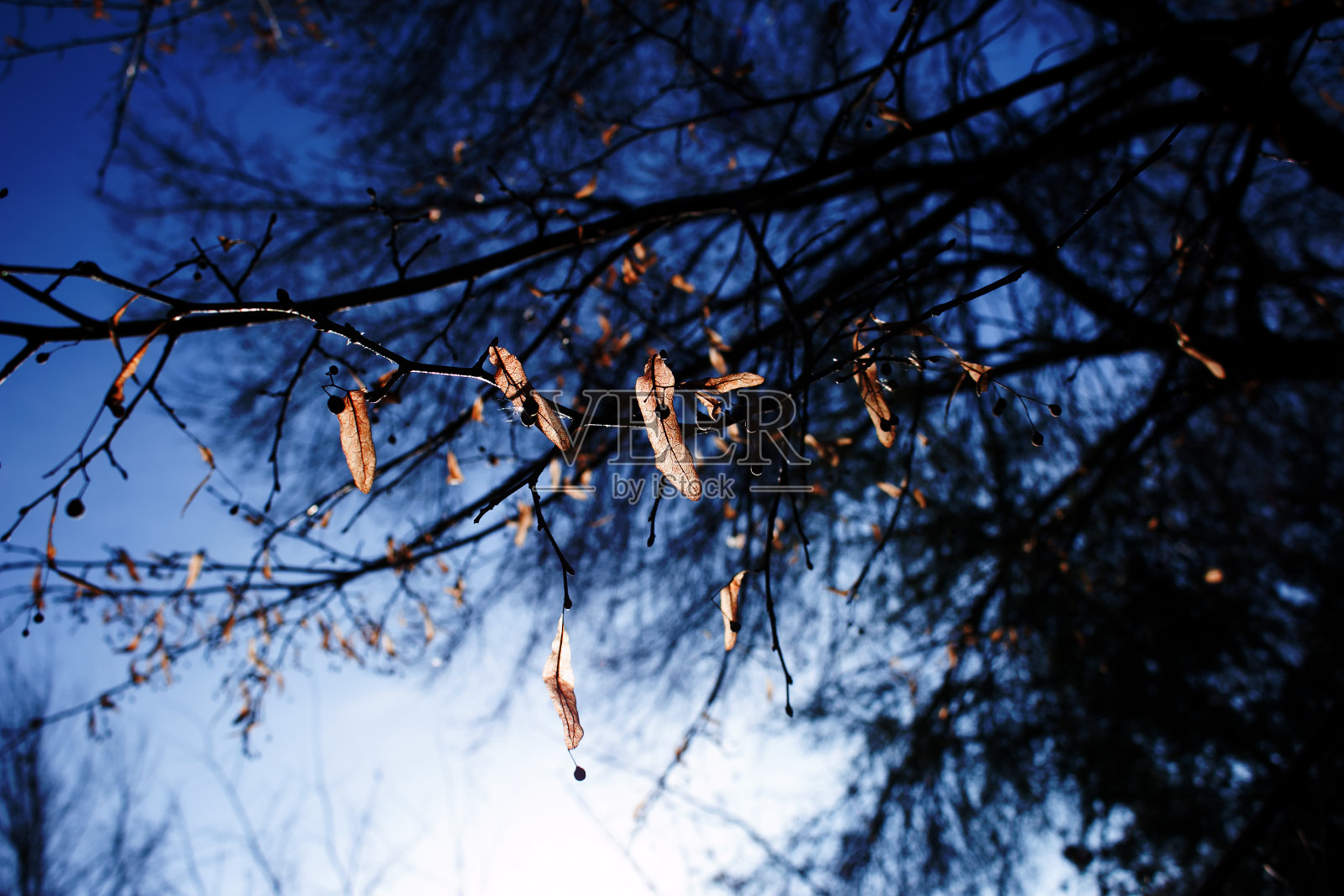 秋天。黄色树叶映衬着深蓝色天空的特写。照片摄影图片