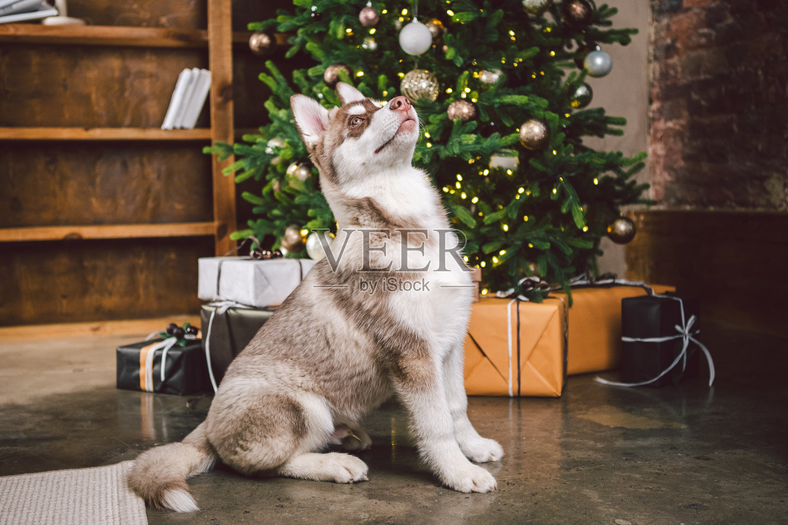 狗狼品种哈士奇白棕色坐在圣诞树旁。晚上，宠物在客厅装饰好的过年屋杉树旁摆姿势。西伯利亚哈士奇在平安夜的概念照片摄影图片