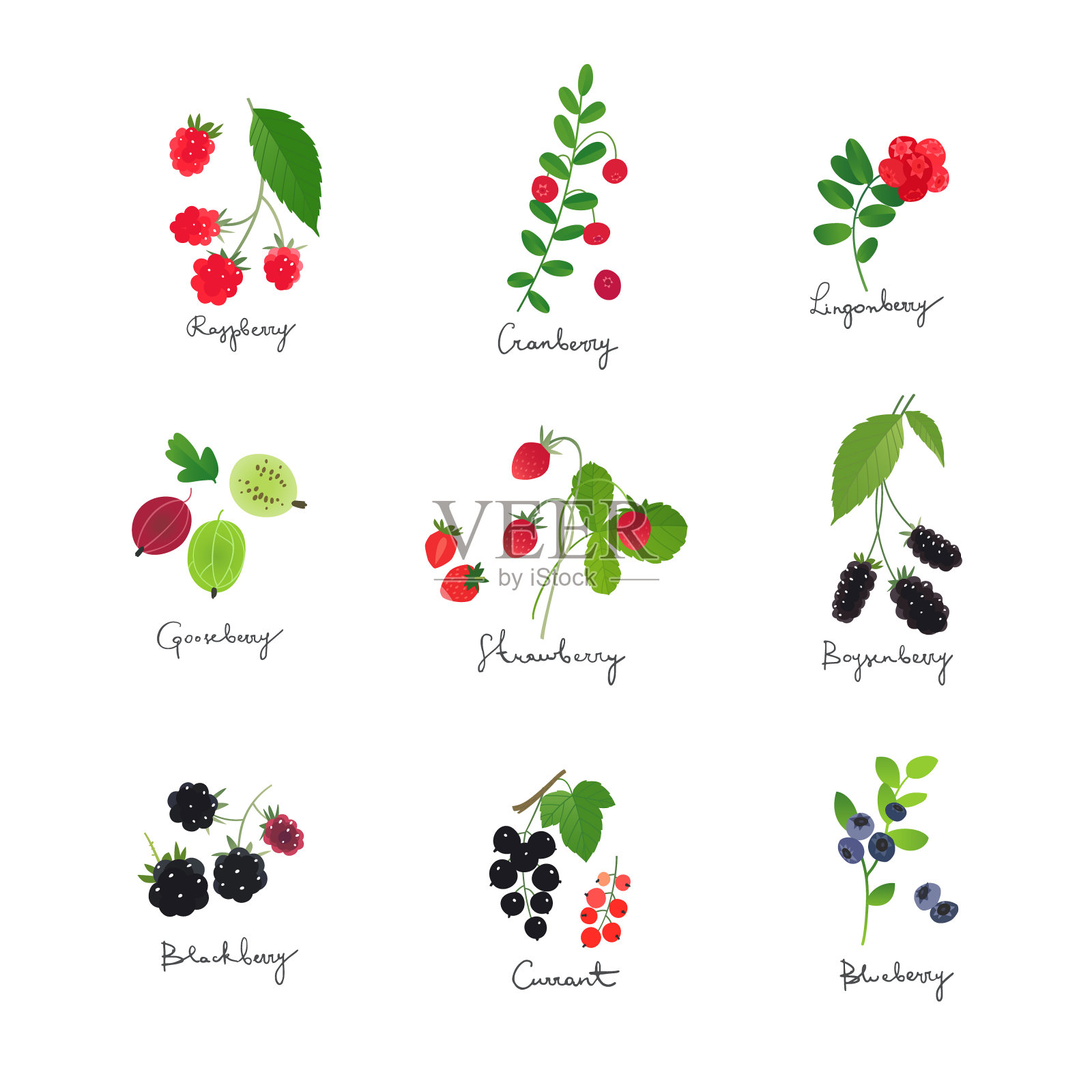 浆果插图集插画图片素材