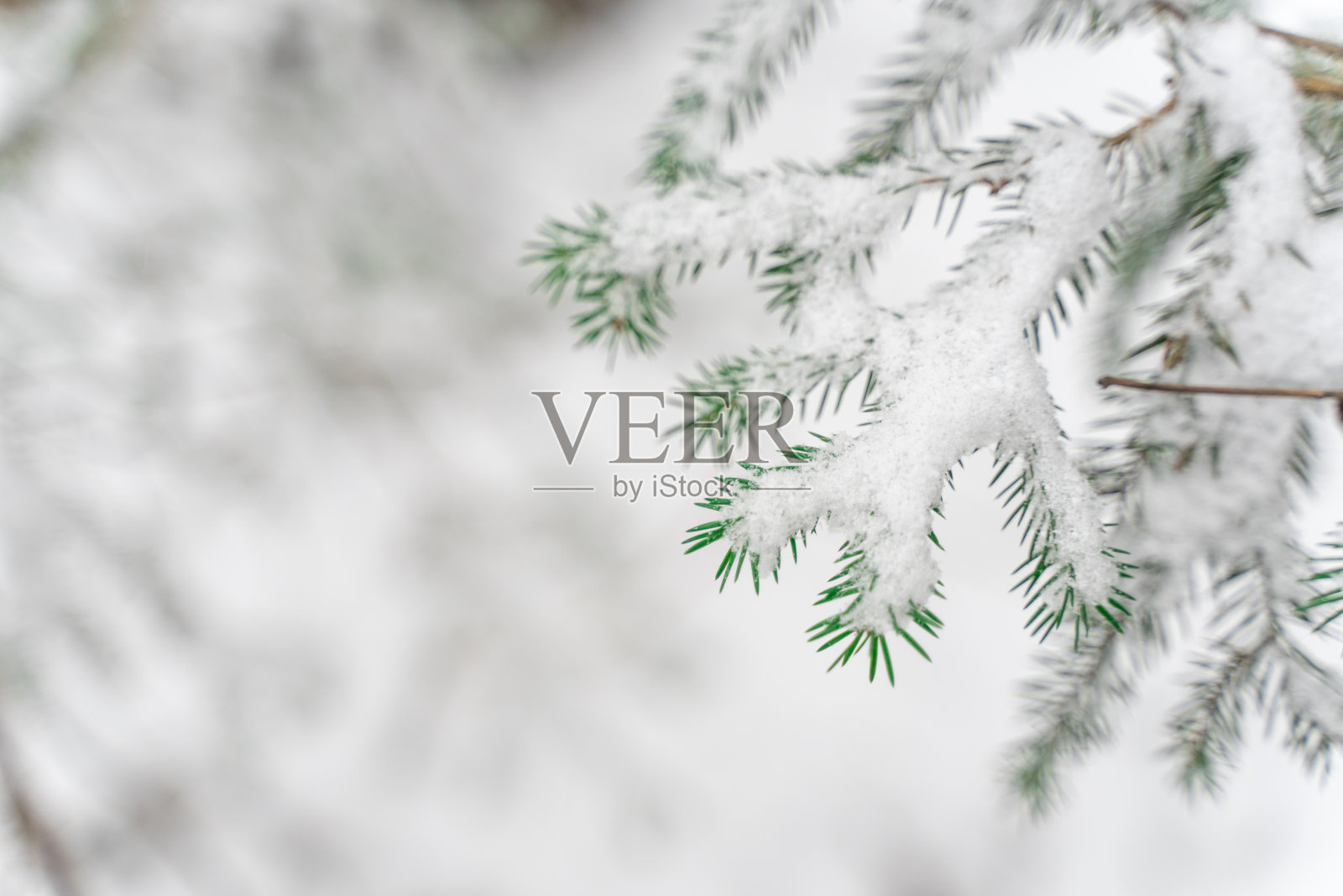 雪背景上的冷杉树枝。照片摄影图片