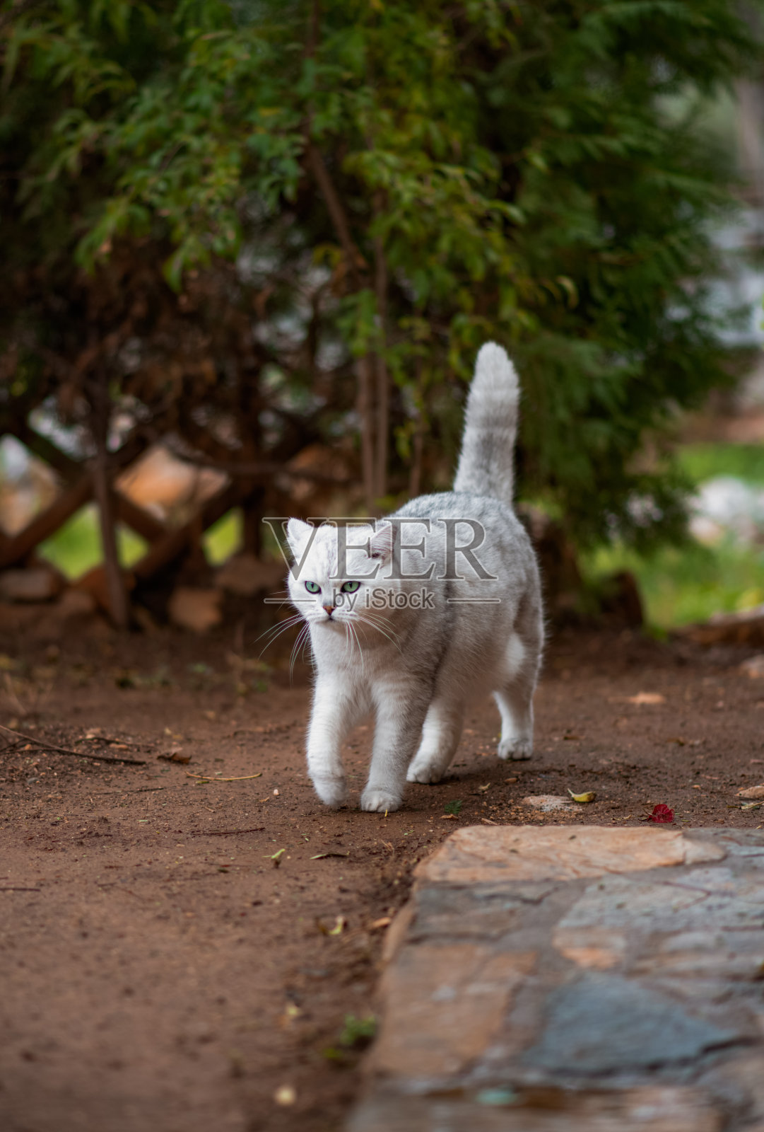 美丽的英国短毛猫在花园里照片摄影图片
