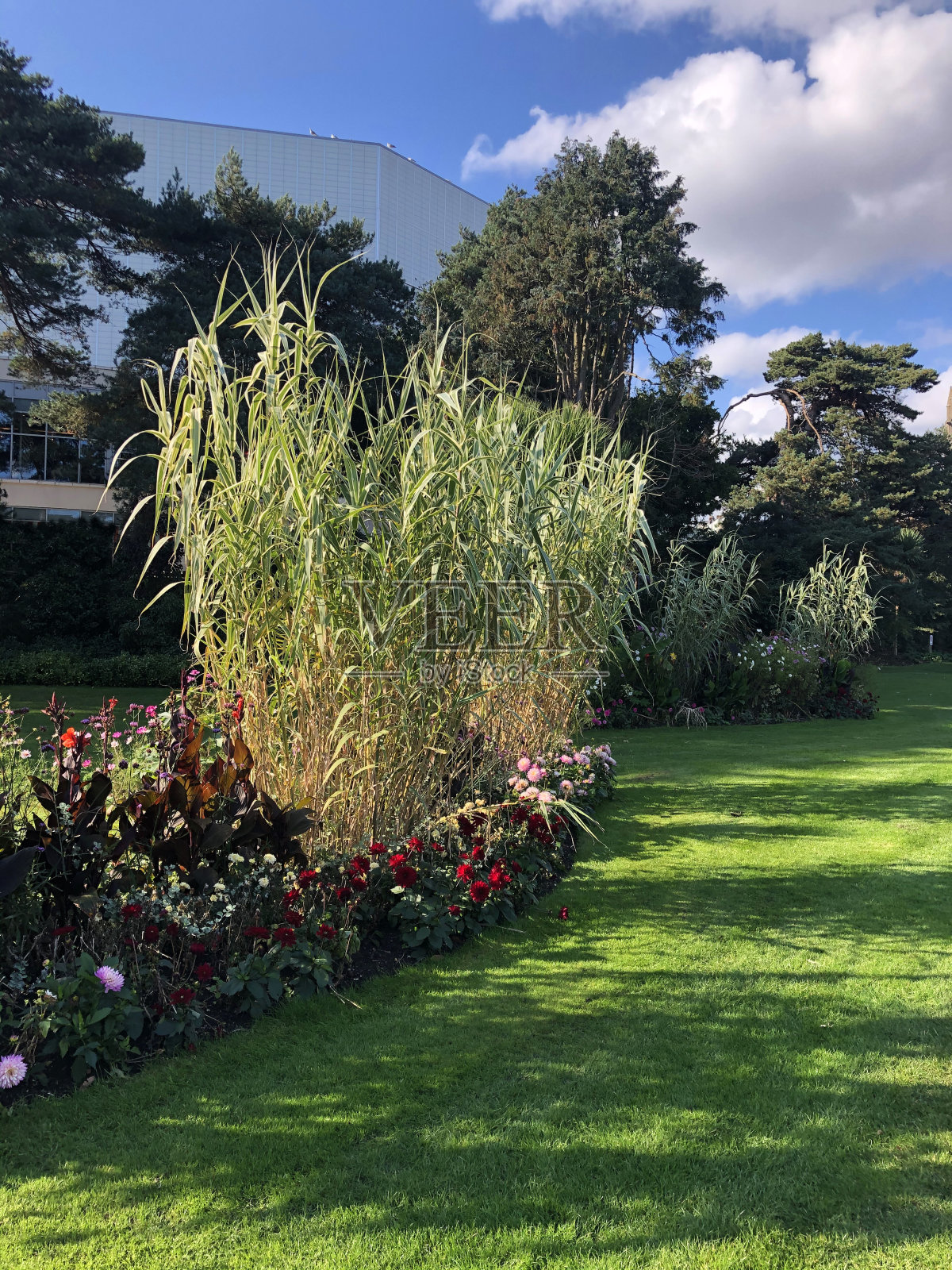 在阳光明媚的日子里，公园里有大片的绿色草地、树木和鲜花照片摄影图片