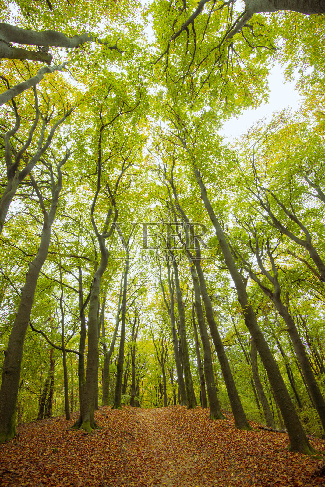 穿过山丘上长满棕色叶子的海滩树林照片摄影图片