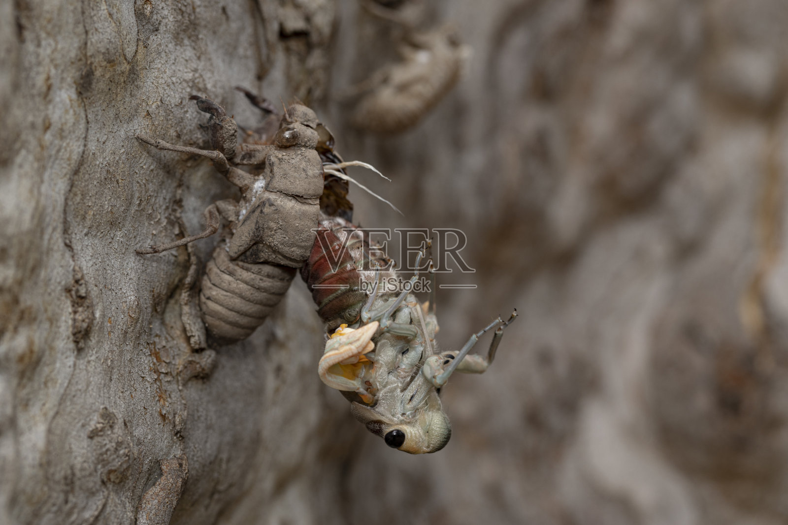 双鼓手照片摄影图片