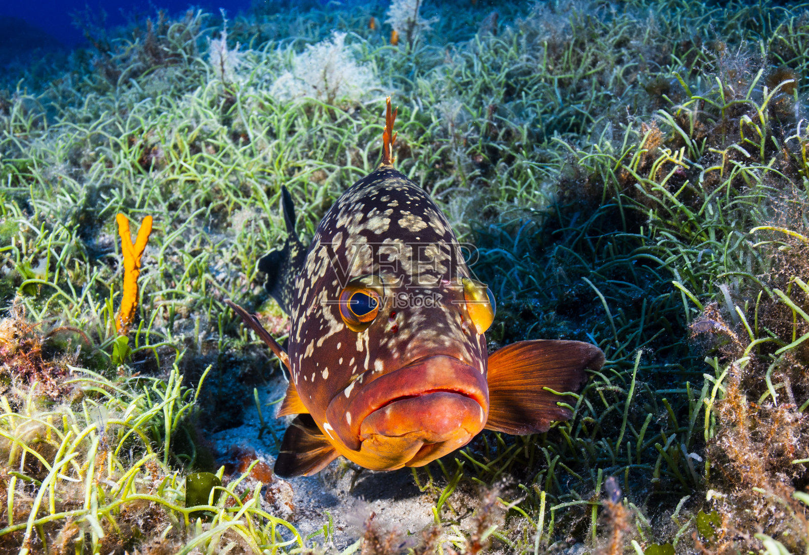 忧郁的石斑鱼照片摄影图片