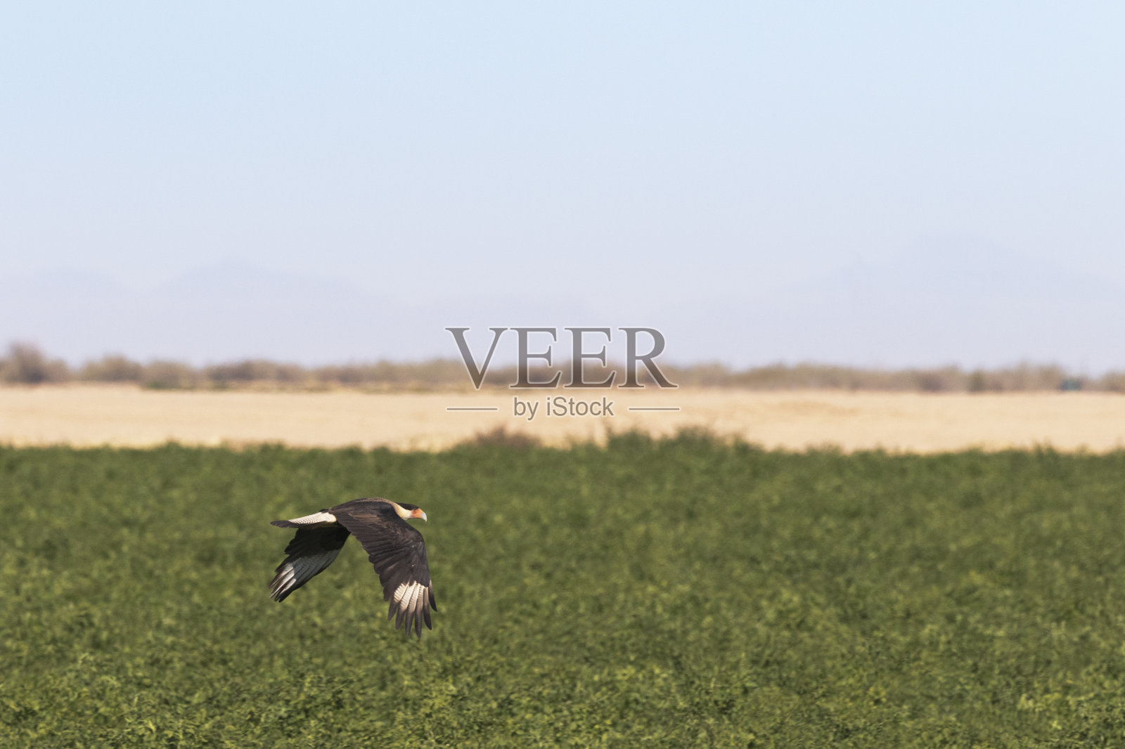 在亚利桑那州，有冠毛的卡拉卡拉飞过绿色的田野照片摄影图片