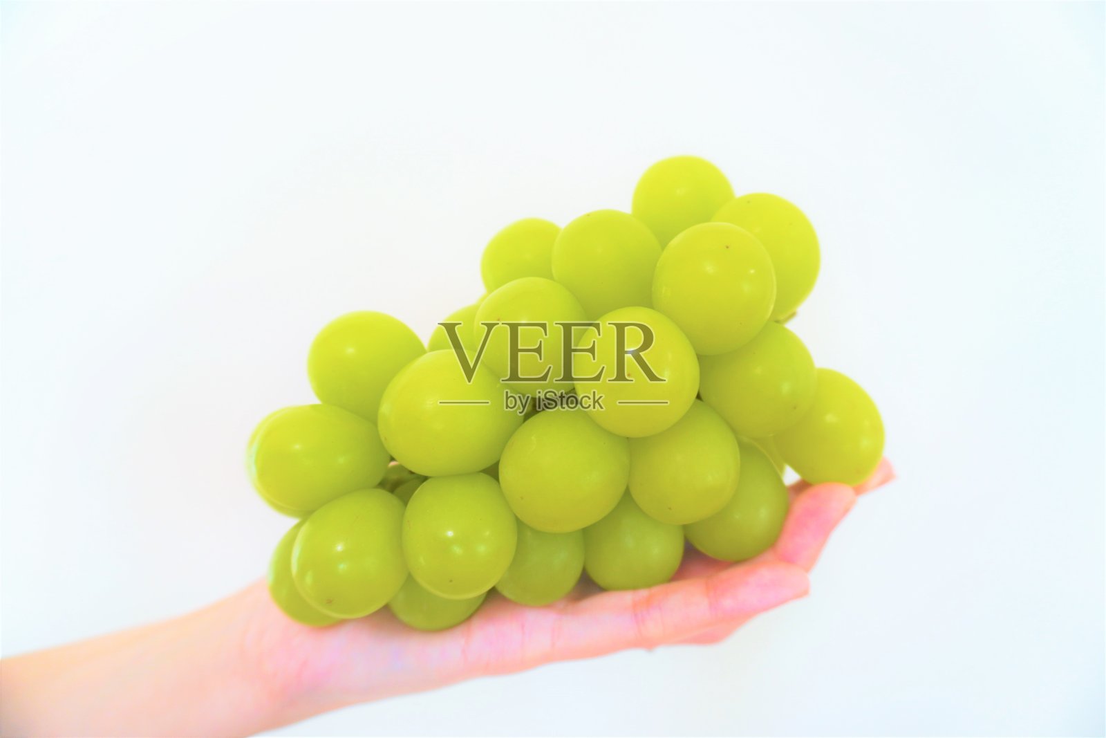 葡萄(闪光麝香从长野)得到了一个手。照片摄影图片