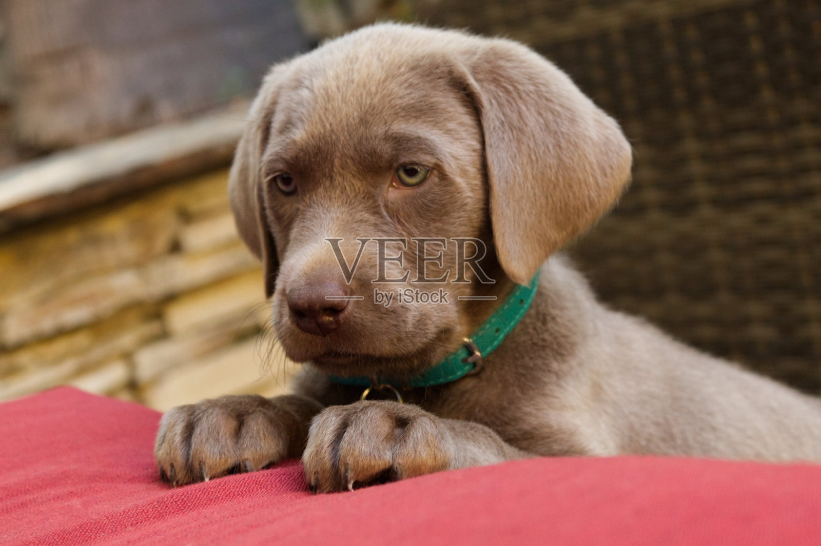 银实验室的小狗照片摄影图片