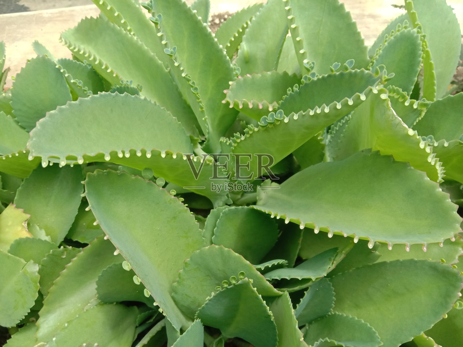 布赖菲勒姆针纳图姆照片摄影图片