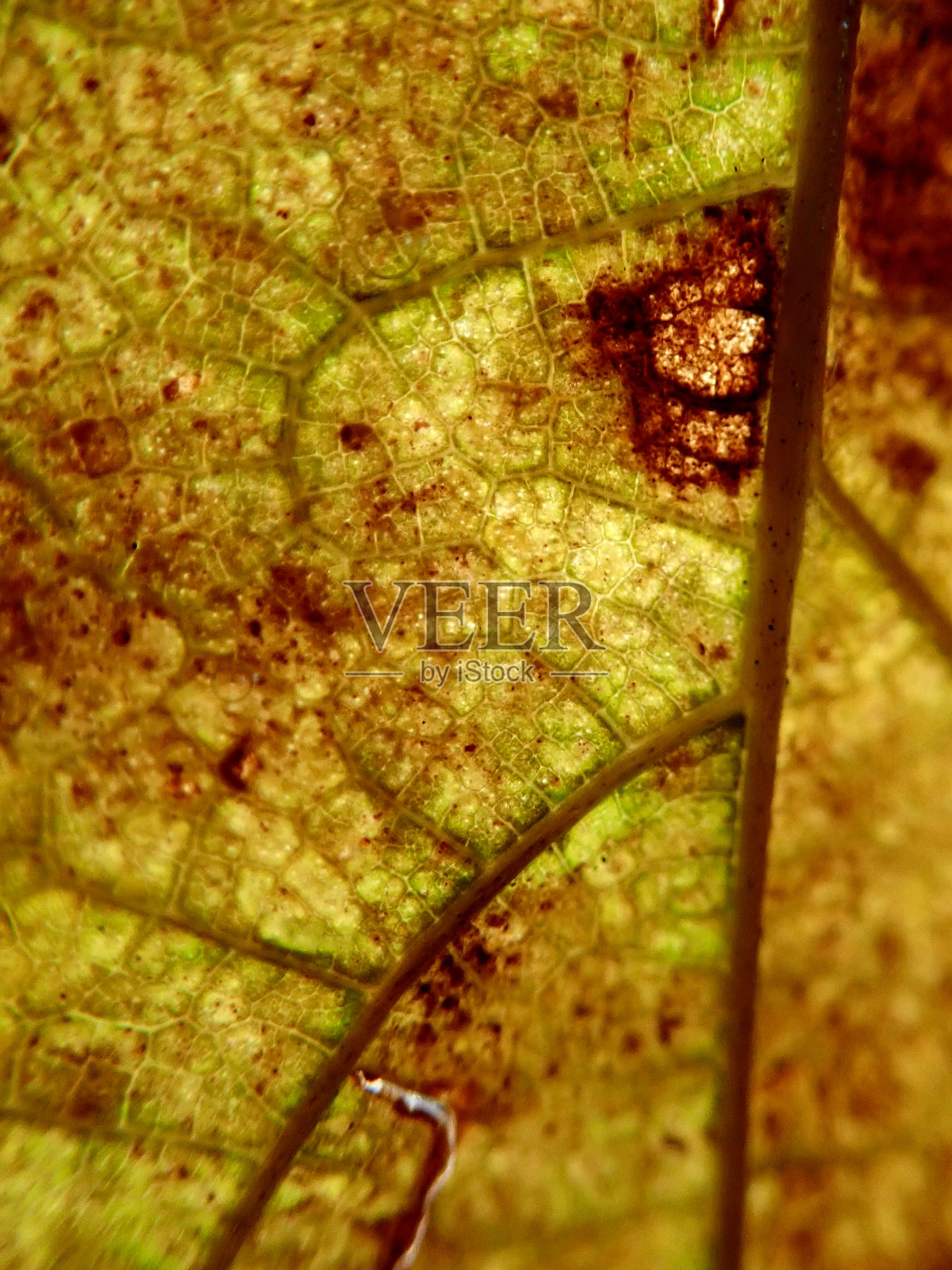 叶照片摄影图片