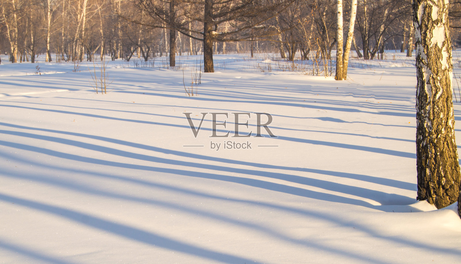 阳光明媚的霜冻冬日里，树木的阴影在雪白的雪地上形成蓝色的线条照片摄影图片