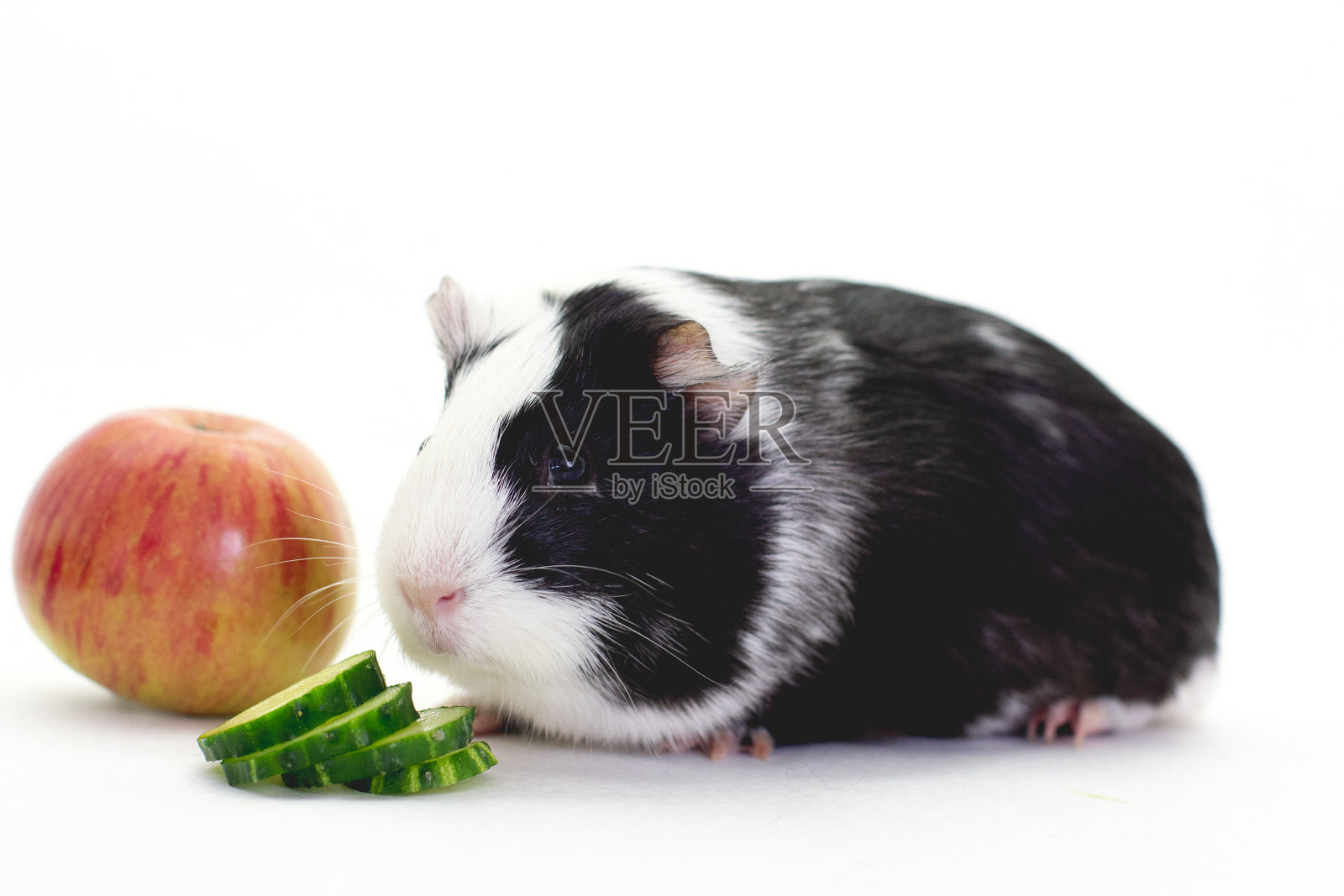黑白相间的豚鼠，在白色背景前吃着食物照片摄影图片
