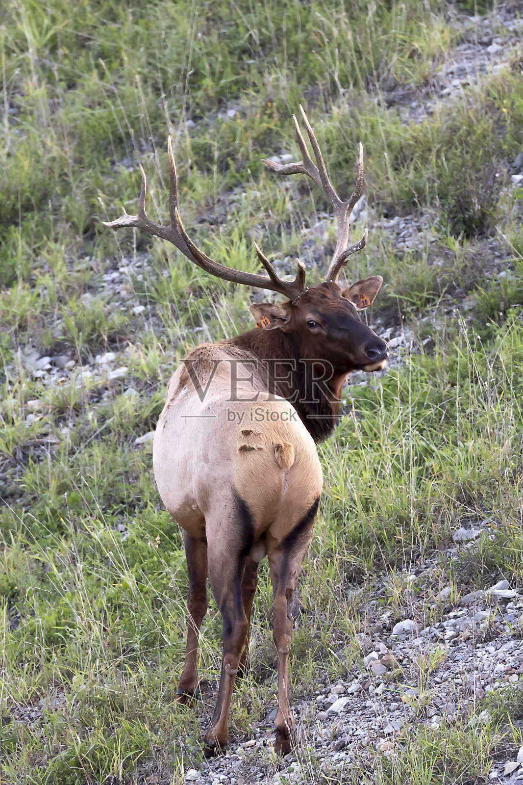 公牛每个照片摄影图片