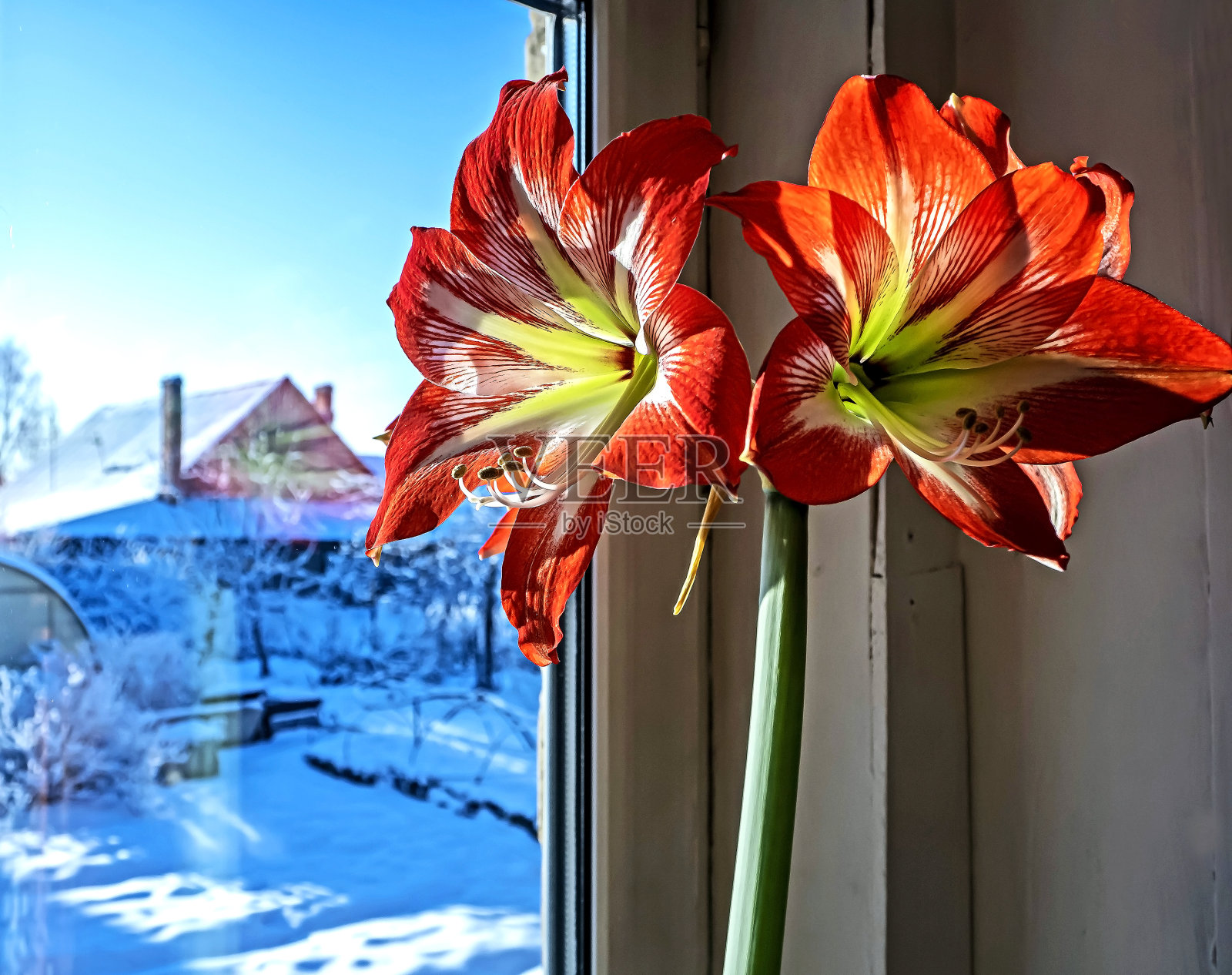 窗台上红色的孤挺花映衬着冬日的风景，宏观上，狭窄的焦点区域照片摄影图片