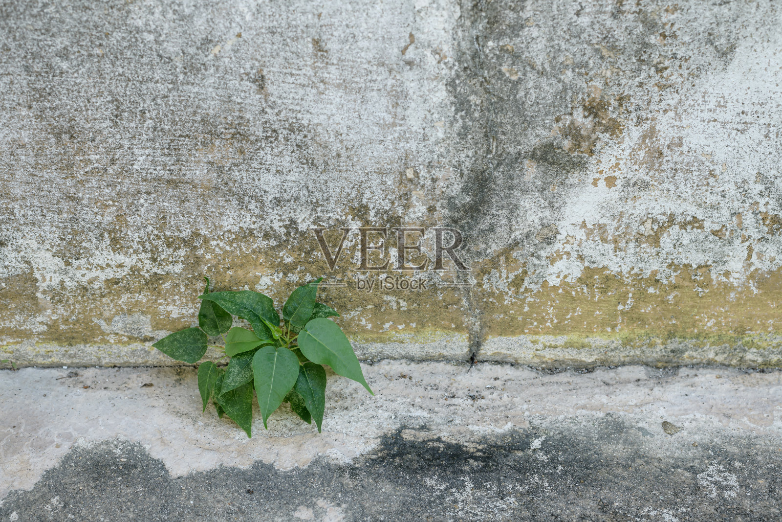 植物从地板裂缝中生长的特写照片摄影图片
