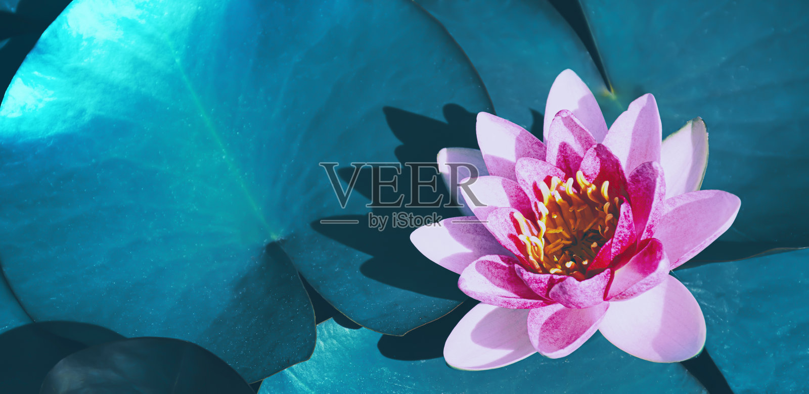 粉红色的荷花和荷花盛开在水面上，纯净自然的背景照片摄影图片