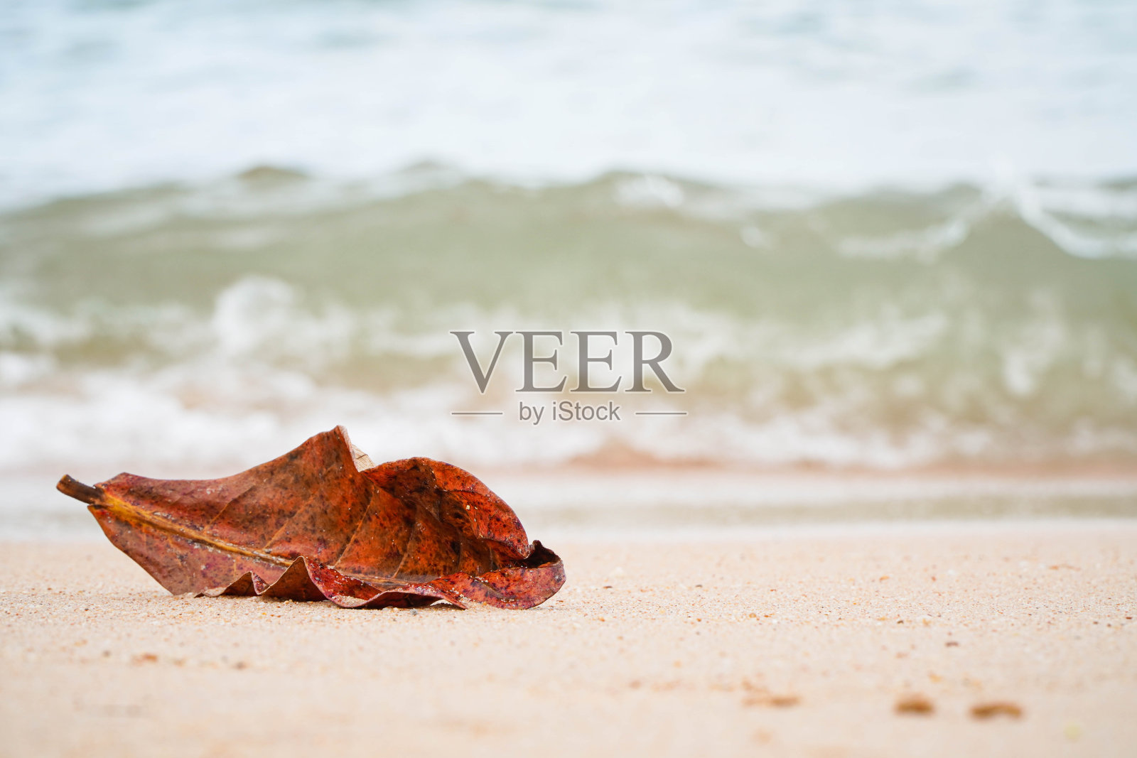 沙滩上的干树叶，海浪背景照片摄影图片