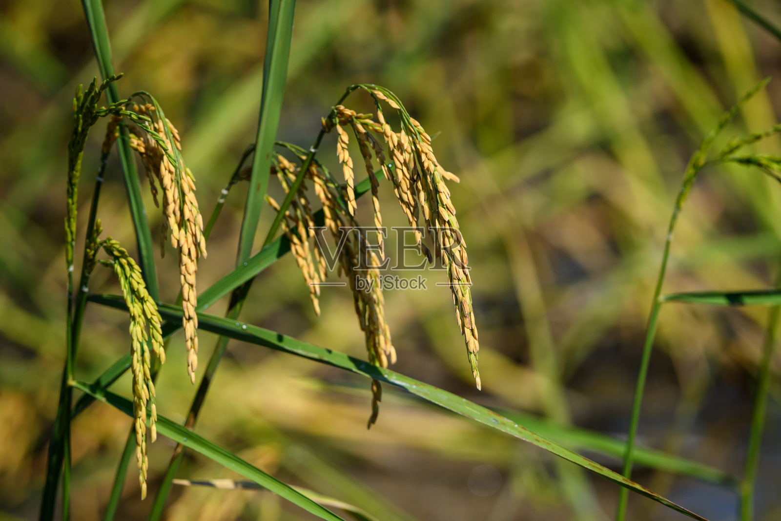 黄色稻田的特写照片摄影图片