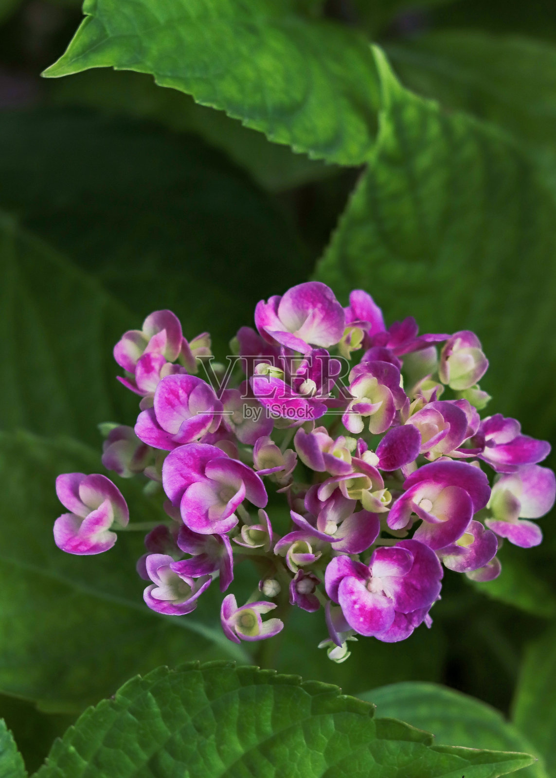 盛开的粉红色的绣球花照片摄影图片