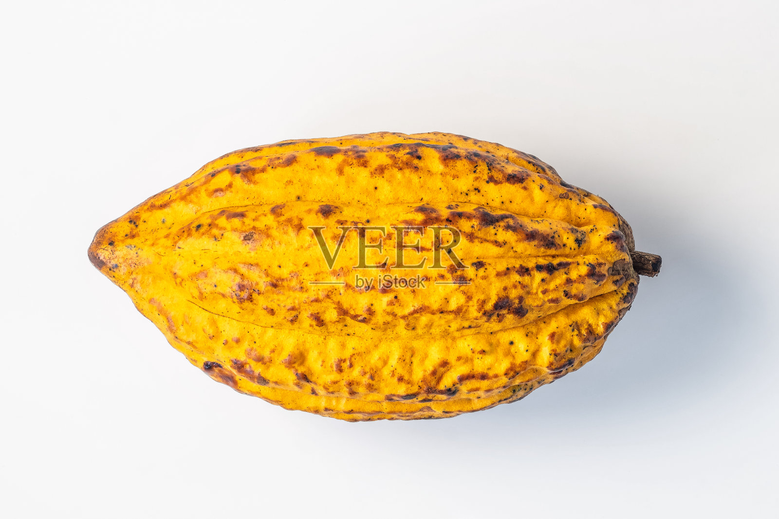 新鲜的可可荚孤立在白色的背景。照片摄影图片